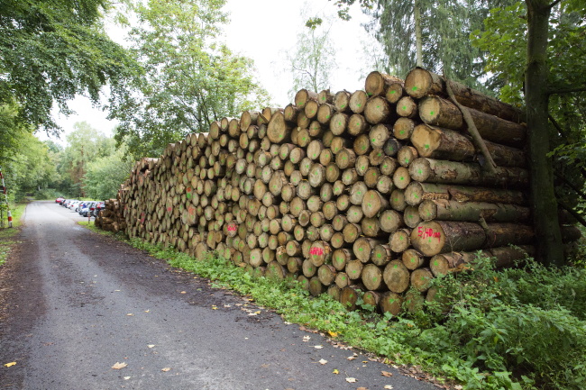 Ulrich Simons - Baumst&auml;mme